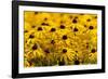 Black-Eyed Susan-Richard T. Nowitz-Framed Photographic Print