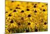 Black-Eyed Susan-Richard T. Nowitz-Mounted Photographic Print