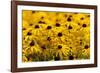 Black-Eyed Susan-Richard T. Nowitz-Framed Photographic Print