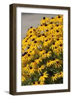 Black-Eyed Susan-Richard T. Nowitz-Framed Photographic Print