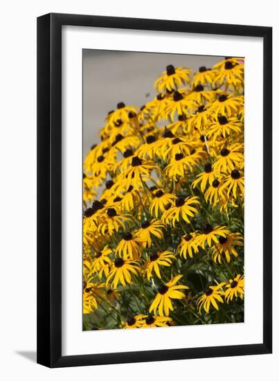 Black-Eyed Susan-Richard T. Nowitz-Framed Photographic Print