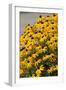 Black-Eyed Susan-Richard T. Nowitz-Framed Photographic Print