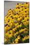 Black-Eyed Susan-Richard T. Nowitz-Mounted Photographic Print