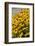 Black-Eyed Susan-Richard T. Nowitz-Framed Photographic Print