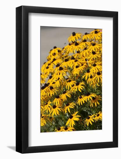 Black-Eyed Susan-Richard T. Nowitz-Framed Photographic Print