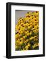 Black-Eyed Susan-Richard T. Nowitz-Framed Photographic Print