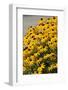 Black-Eyed Susan-Richard T. Nowitz-Framed Photographic Print