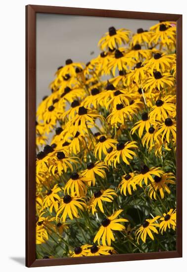 Black-Eyed Susan-Richard T. Nowitz-Framed Photographic Print