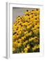 Black-Eyed Susan-Richard T. Nowitz-Framed Photographic Print