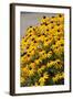 Black-Eyed Susan-Richard T. Nowitz-Framed Photographic Print