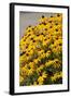 Black-Eyed Susan-Richard T. Nowitz-Framed Photographic Print