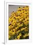 Black-Eyed Susan-Richard T. Nowitz-Framed Photographic Print