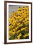 Black-Eyed Susan-Richard T. Nowitz-Framed Photographic Print