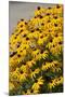 Black-Eyed Susan-Richard T. Nowitz-Mounted Photographic Print