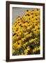 Black-Eyed Susan-Richard T. Nowitz-Framed Photographic Print