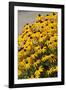 Black-Eyed Susan-Richard T. Nowitz-Framed Photographic Print