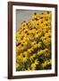 Black-Eyed Susan-Richard T. Nowitz-Framed Photographic Print