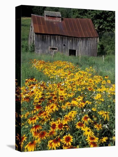 Black Eyed Susans and Barn, Vermont, USA-Darrell Gulin-Stretched Canvas