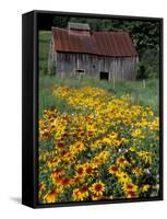 Black Eyed Susans and Barn, Vermont, USA-Darrell Gulin-Framed Stretched Canvas