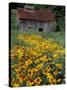 Black Eyed Susans and Barn, Vermont, USA-Darrell Gulin-Stretched Canvas