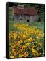 Black Eyed Susans and Barn, Vermont, USA-Darrell Gulin-Framed Stretched Canvas