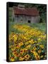 Black Eyed Susans and Barn, Vermont, USA-Darrell Gulin-Framed Stretched Canvas