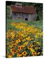 Black Eyed Susans and Barn, Vermont, USA-Darrell Gulin-Stretched Canvas