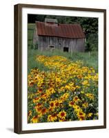 Black Eyed Susans and Barn, Vermont, USA-Darrell Gulin-Framed Premium Photographic Print