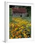 Black Eyed Susans and Barn, Vermont, USA-Darrell Gulin-Framed Premium Photographic Print