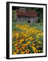 Black Eyed Susans and Barn, Vermont, USA-Darrell Gulin-Framed Premium Photographic Print