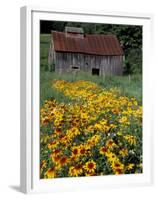 Black Eyed Susans and Barn, Vermont, USA-Darrell Gulin-Framed Premium Photographic Print