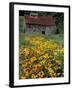 Black Eyed Susans and Barn, Vermont, USA-Darrell Gulin-Framed Premium Photographic Print