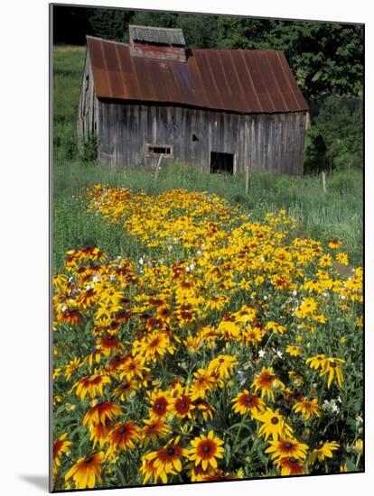 Black Eyed Susans and Barn, Vermont, USA-Darrell Gulin-Mounted Premium Photographic Print