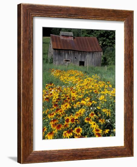Black Eyed Susans and Barn, Vermont, USA-Darrell Gulin-Framed Photographic Print