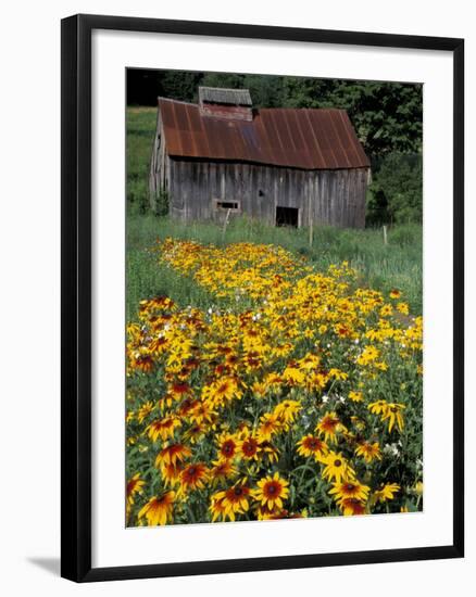 Black Eyed Susans and Barn, Vermont, USA-Darrell Gulin-Framed Photographic Print