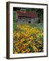 Black Eyed Susans and Barn, Vermont, USA-Darrell Gulin-Framed Photographic Print