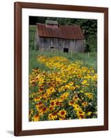 Black Eyed Susans and Barn, Vermont, USA-Darrell Gulin-Framed Photographic Print