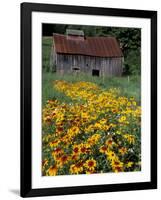 Black Eyed Susans and Barn, Vermont, USA-Darrell Gulin-Framed Photographic Print