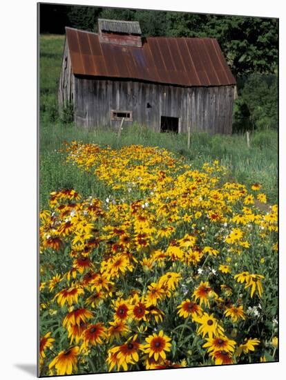 Black Eyed Susans and Barn, Vermont, USA-Darrell Gulin-Mounted Photographic Print