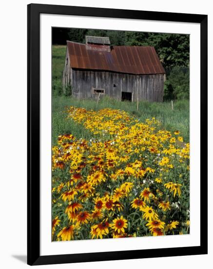 Black Eyed Susans and Barn, Vermont, USA-Darrell Gulin-Framed Photographic Print