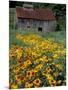 Black Eyed Susans and Barn, Vermont, USA-Darrell Gulin-Mounted Photographic Print