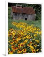 Black Eyed Susans and Barn, Vermont, USA-Darrell Gulin-Framed Photographic Print