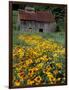 Black Eyed Susans and Barn, Vermont, USA-Darrell Gulin-Framed Photographic Print