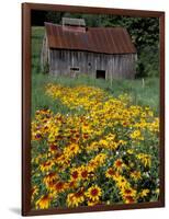 Black Eyed Susans and Barn, Vermont, USA-Darrell Gulin-Framed Photographic Print