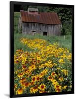 Black Eyed Susans and Barn, Vermont, USA-Darrell Gulin-Framed Photographic Print