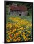 Black Eyed Susans and Barn, Vermont, USA-Darrell Gulin-Framed Photographic Print