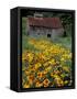 Black Eyed Susans and Barn, Vermont, USA-Darrell Gulin-Framed Stretched Canvas