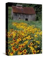 Black Eyed Susans and Barn, Vermont, USA-Darrell Gulin-Stretched Canvas