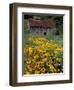 Black Eyed Susans and Barn, Vermont, USA-Darrell Gulin-Framed Premium Photographic Print