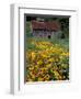 Black Eyed Susans and Barn, Vermont, USA-Darrell Gulin-Framed Premium Photographic Print